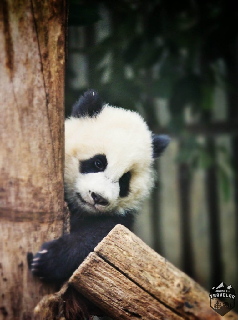 Маленький Детёныш парк панд 1 Маленький Детёныш парк панд