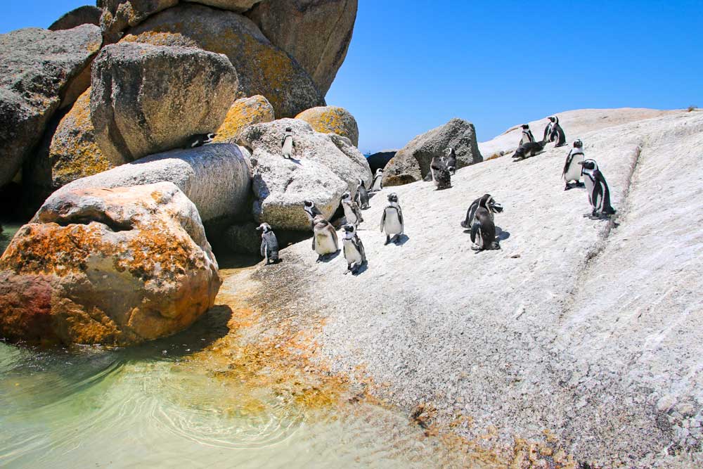 пингвинов на Боулдерс Бич   пингвинов на Боулдерс Бич Маршрут Кейптауна