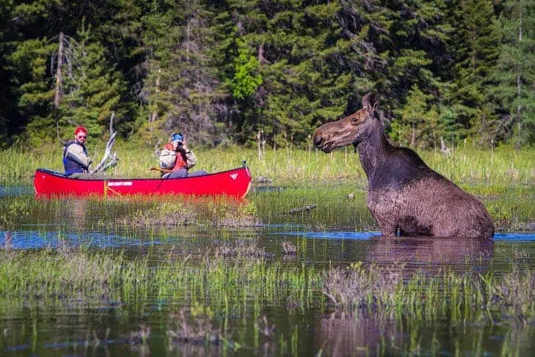 где побывать в канде | Algonquin Park 1 посещение Канады | Algonquin Park