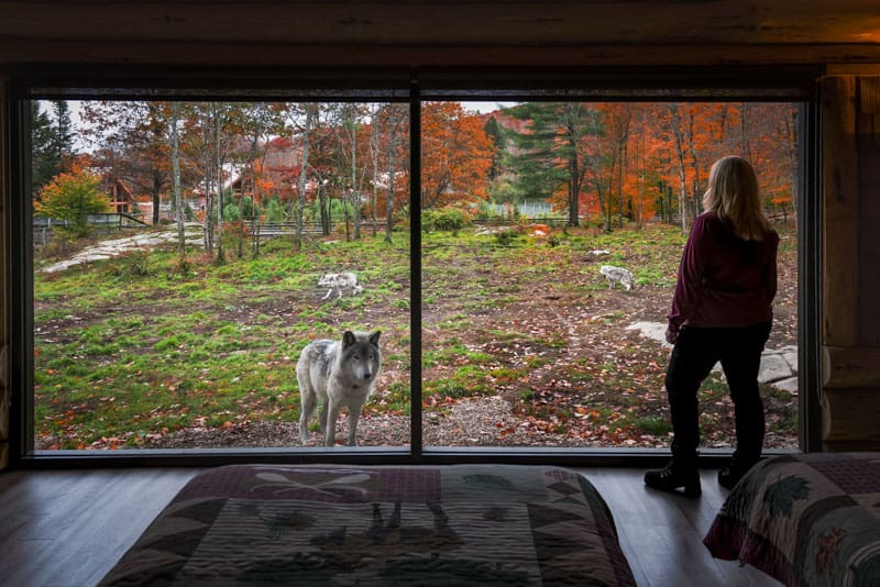 Места для посещения в Оттаве | Парк Омега с волками 11 Места для посещения в Оттаве | Парк Омега с волками