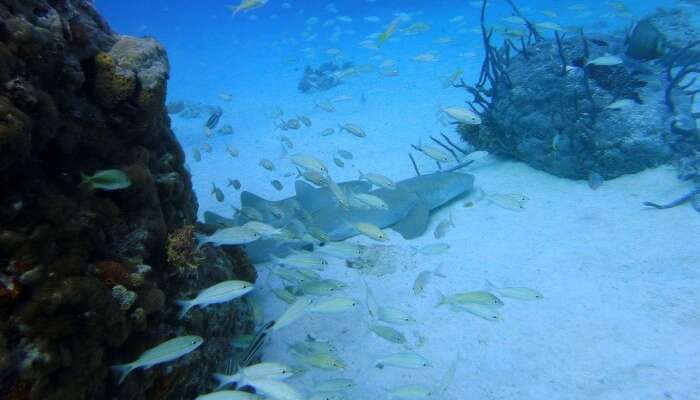 Exuma Cays 1 Exuma Cays