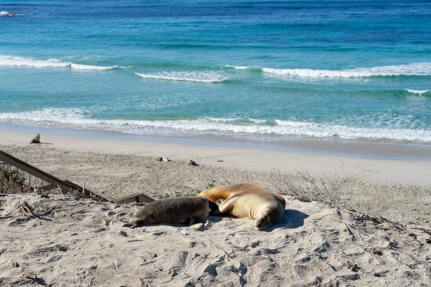 бухта тюленей остров кенгуру 1 бухта тюленей остров кенгуру