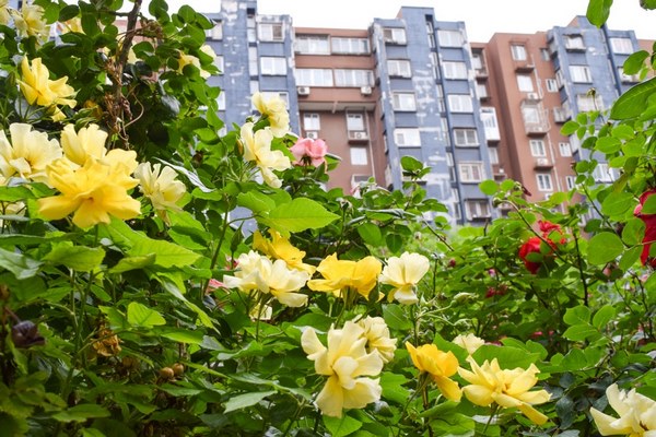 Весна в Пекине  Весна в Пекине - лучшее время для посещения Пекина, Китая и главных достопримечательностей Пекина, отличных ресторанов Пекина и отелей Пекина, а также полезные советы по поездке в Пекин.
