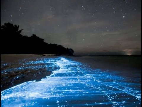 МОРЕ ЗВЕЗД. Уникальные природные явления 1 МОРЕ ЗВЕЗД. Уникальные природные явления