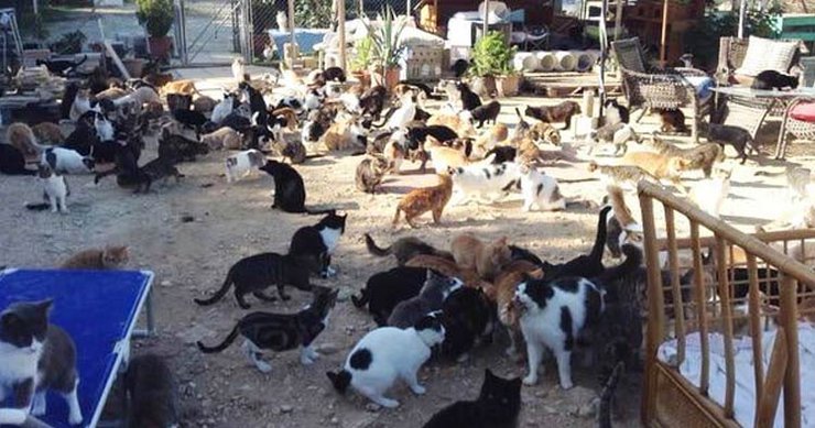 бездомных котов больше, чем граждан Кипра 1 бездомных котов больше, чем граждан Кипра