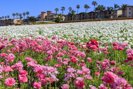 Цветочные поля на ранчо Карлсбад в Калифорнии. 1 Цветочные поля на ранчо Карлсбад в Калифорнии.