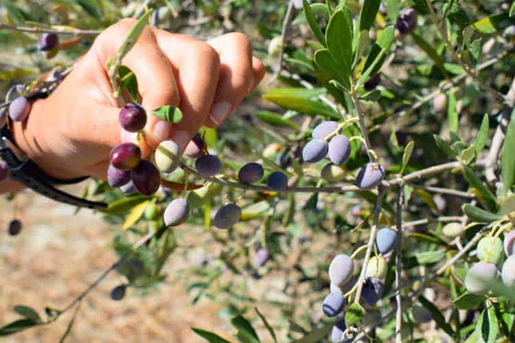 оливковые деревья Крит, Греция 11 оливковые деревья Крит, Греция