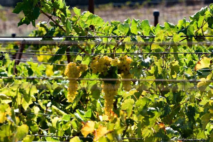 что делать в винодельческом регионе Крит Ираклион 11 что делать в винодельческом регионе Крит Ираклион