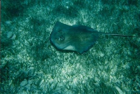 на что посмотреть в фиджи манта лучах 11 на что посмотреть в фиджи манта лучах