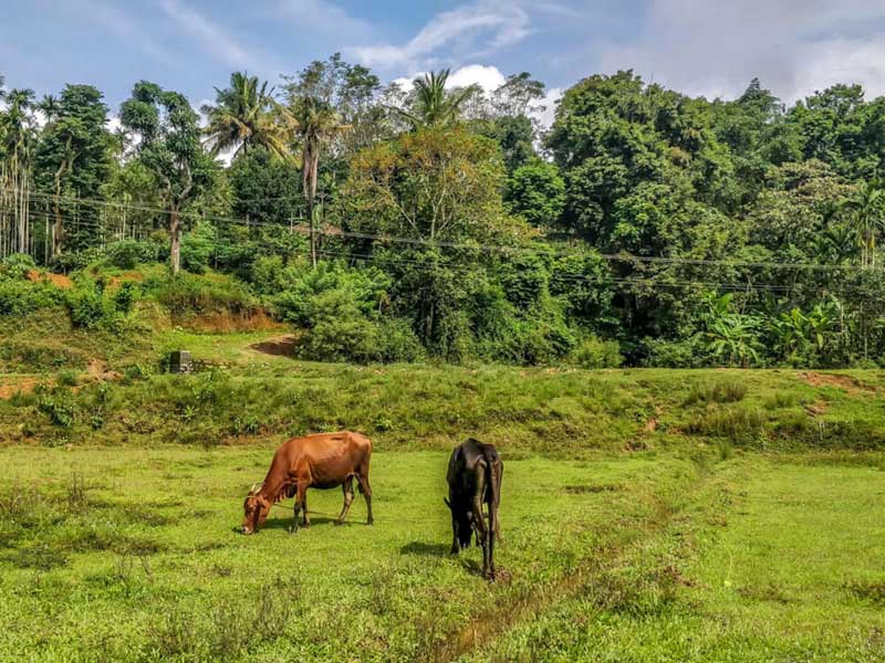Лучшие места для посещения в Карнатака Coorg коров, пасущихся в поле 11 Лучшие места для посещения в Карнатака Coorg коров, пасущихся в поле
