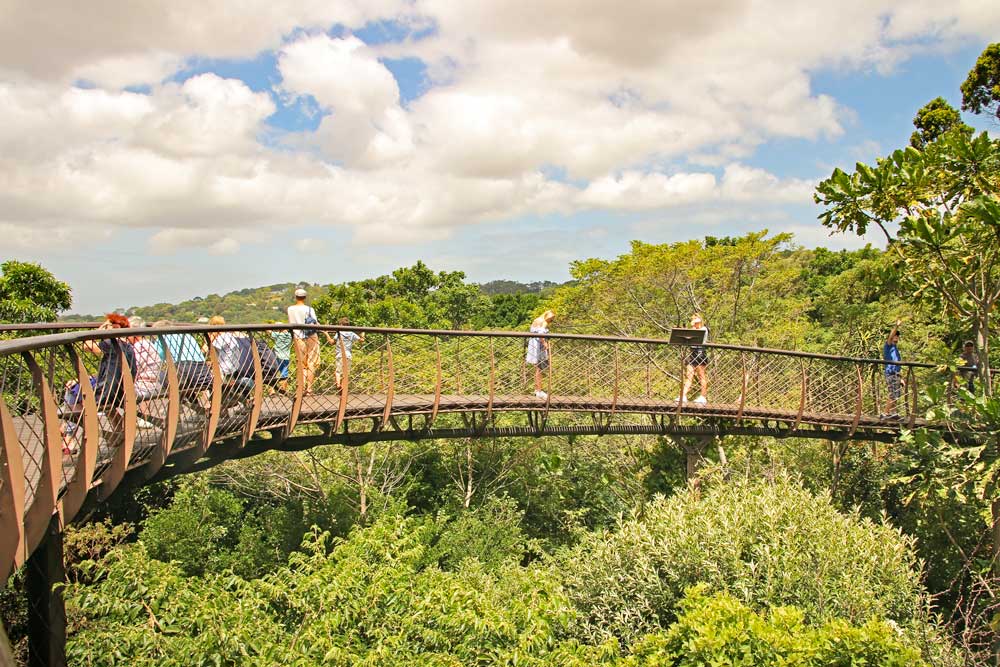 маршрут Кейптауна ботанический сад Кирстенбош по тропинке деревьев. 11  маршрут Кейптауна ботанический сад Кирстенбош по тропинке деревьев.