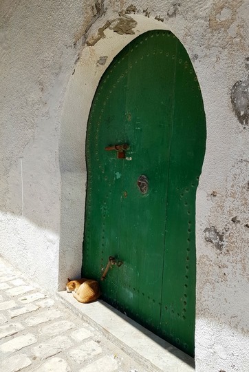 Кот свернулся калачиком перед декоративным зеленым ионом Махдия - зачем ехать в Тунис? Только для дверей  Кот свернулся калачиком перед декоративным зеленым ионом Махдия - зачем ехать в Тунис? Только для дверей