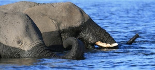 Сафари в Чобе, Ботсвана