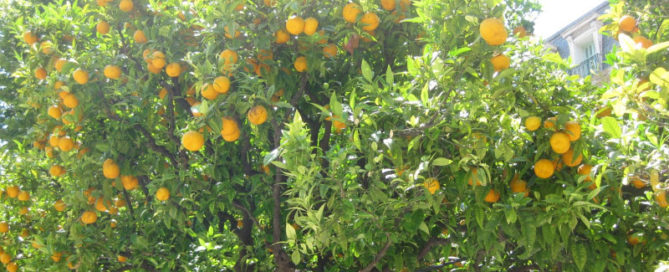 Фестиваль лимонов Ментона